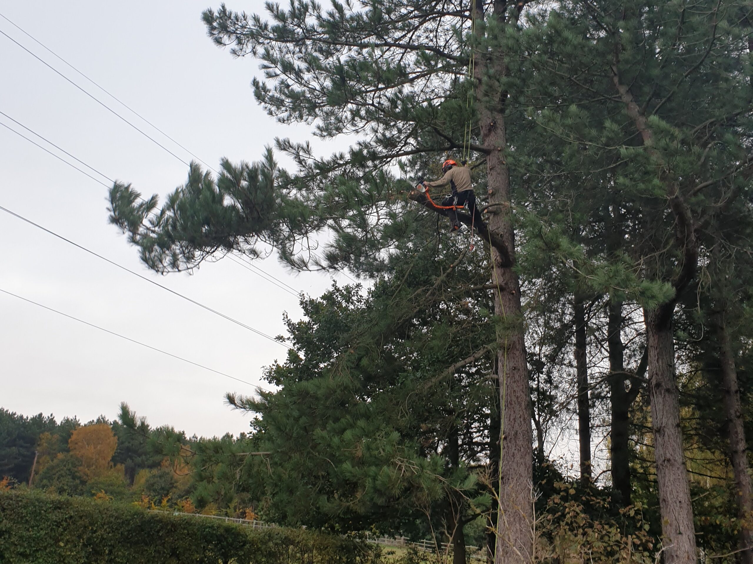 Abbey Maintenance Tree Work